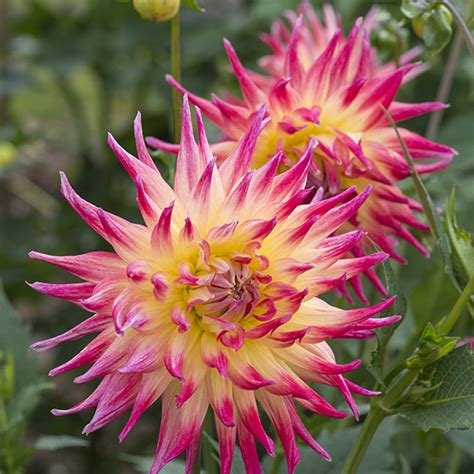 electric flash dahlia